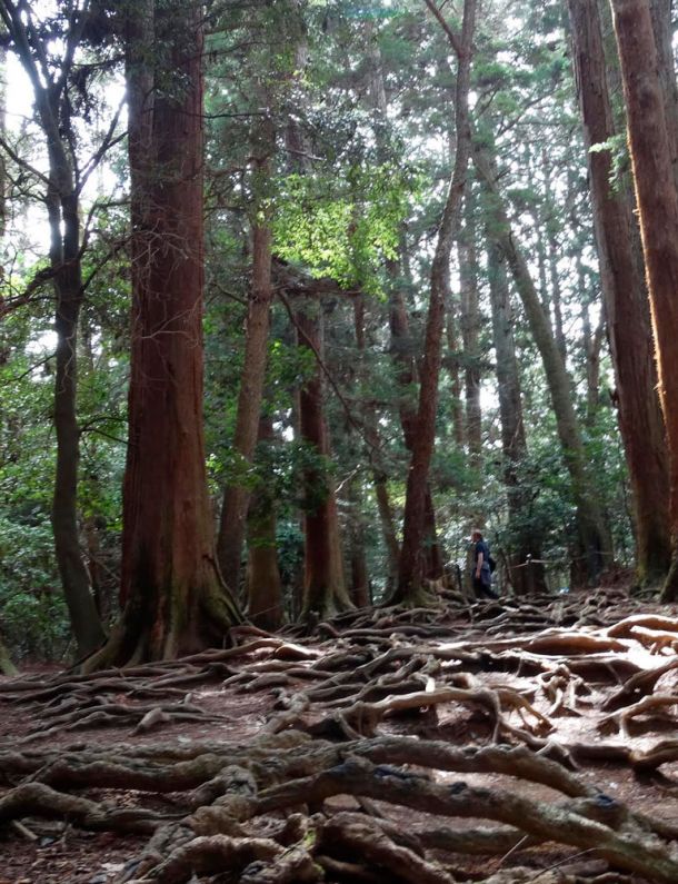 Cedar trees at the summit of Kurama Mountain