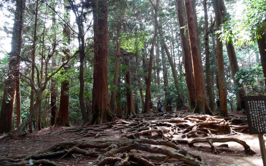 Cedar trees at the summit of Kurama Mountain